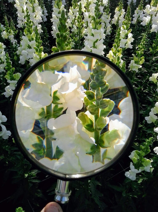 How To Incorporate IPM (Integrated Pest Management) in your Garden or Beekeeping Practice