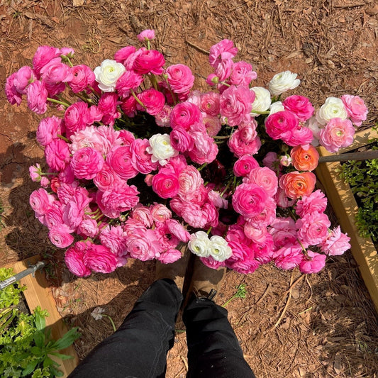 How to Grow Ranunculus from Corms: A Beginner’s Guide to Big, Beautiful Blooms