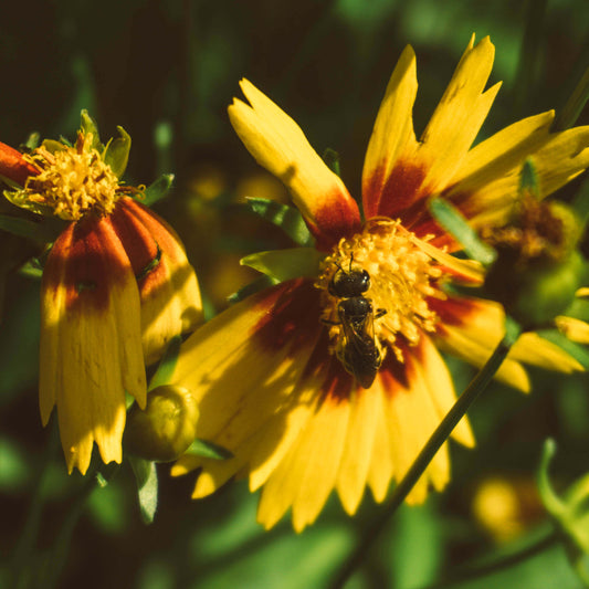 Bee on yellow flower