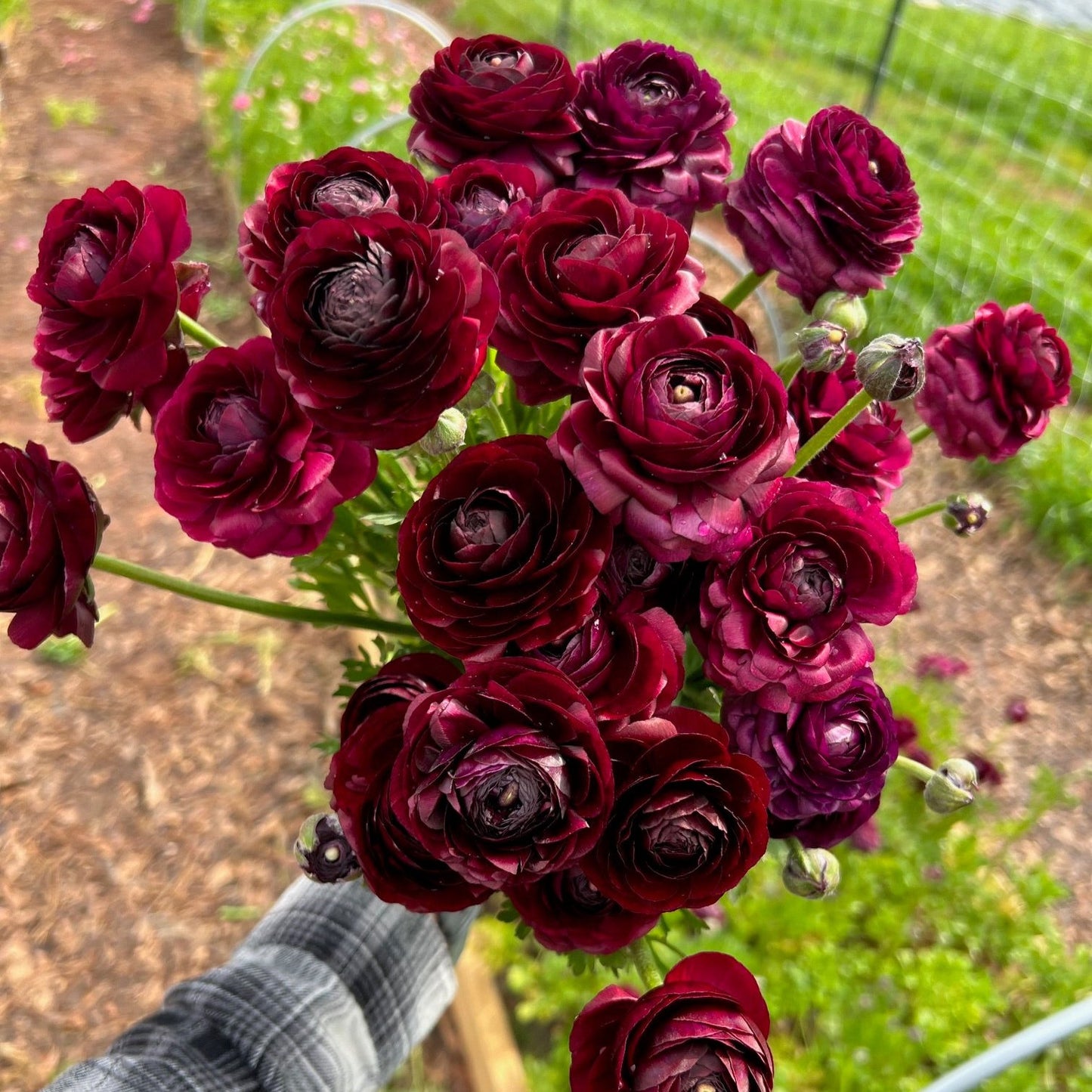 A close-up image of ranunculus, also known as buttercups, with dark purple petals and a yellow center, growing in the ground.