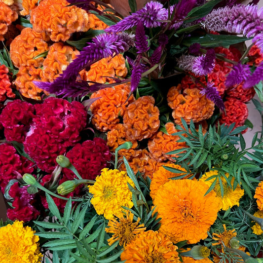 2025 6-Week FALL Flower CSA Subscription