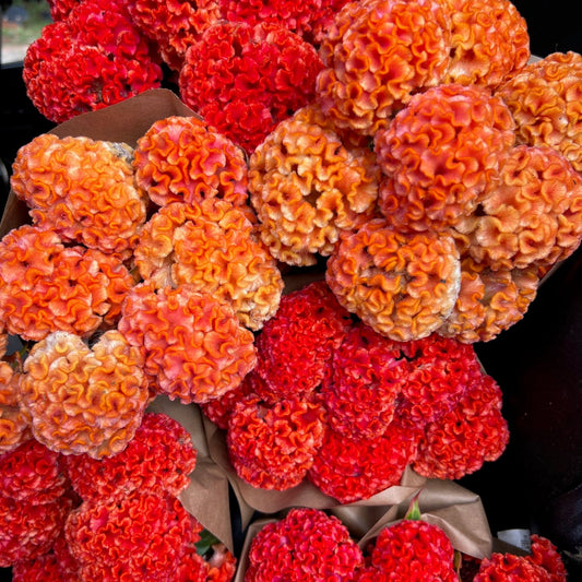 2025 4-Week CELOSIA CSA Subscription