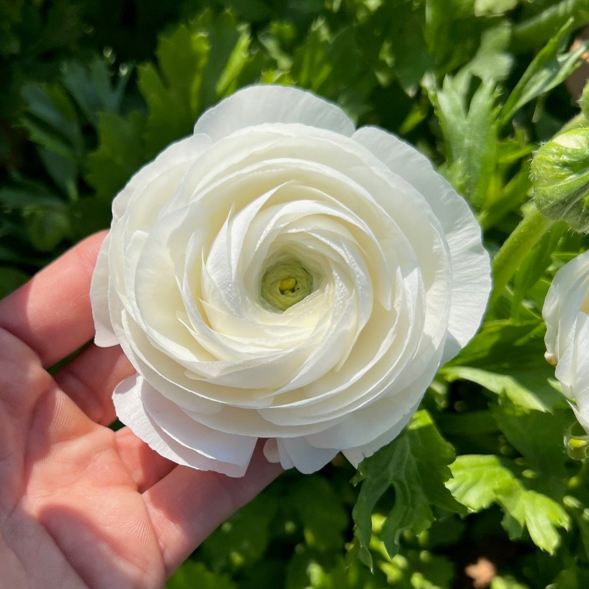 Ranunculus Corms - White - 10 Corms
