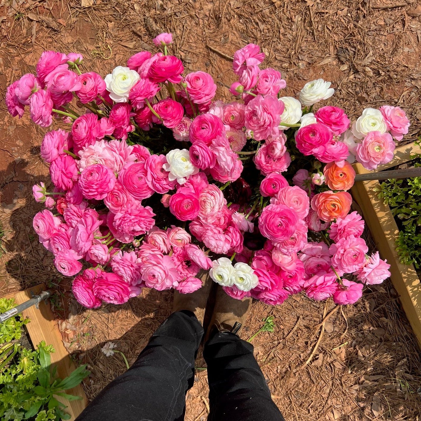 Ranunculus Corms - Pastel Mix - 10 Corms