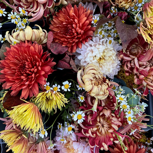 2025 4-Week HEIRLOOM CHRYSANTHEMUM CSA Subscription