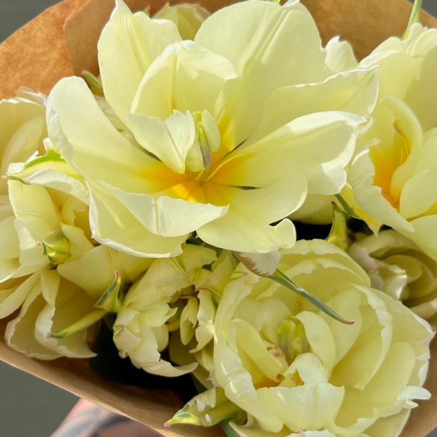Tulip Bulbs - Exotic Emperor- 10 Bulbs