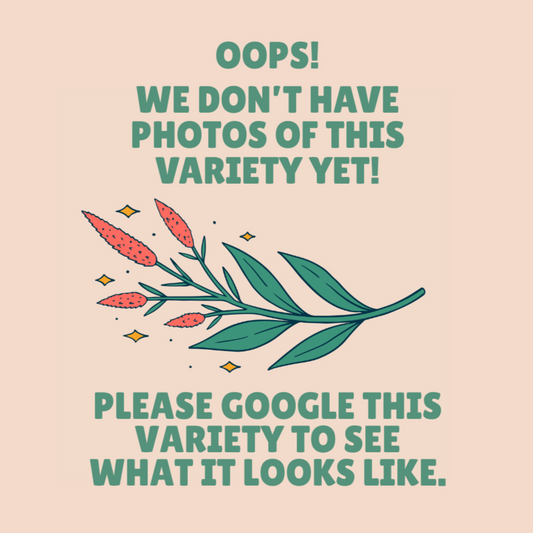 Butterfly Ranunculus Corms - Thiva - 10 Corms