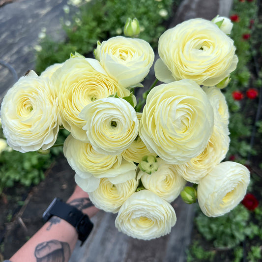 Ranunculus Corms - Cream - 10 Corms