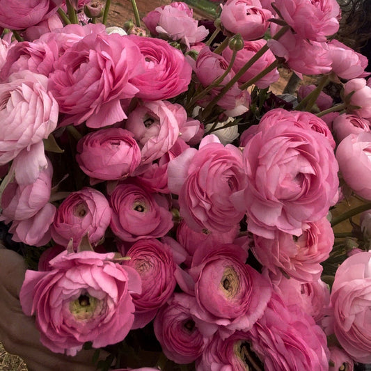 Ranunculus Corms - Pink - 10 Corms