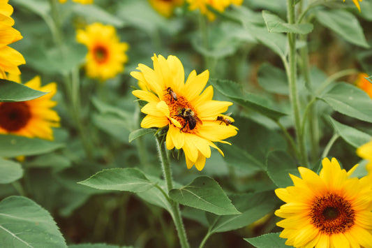 Bumble bee and honey bees on sunflowers