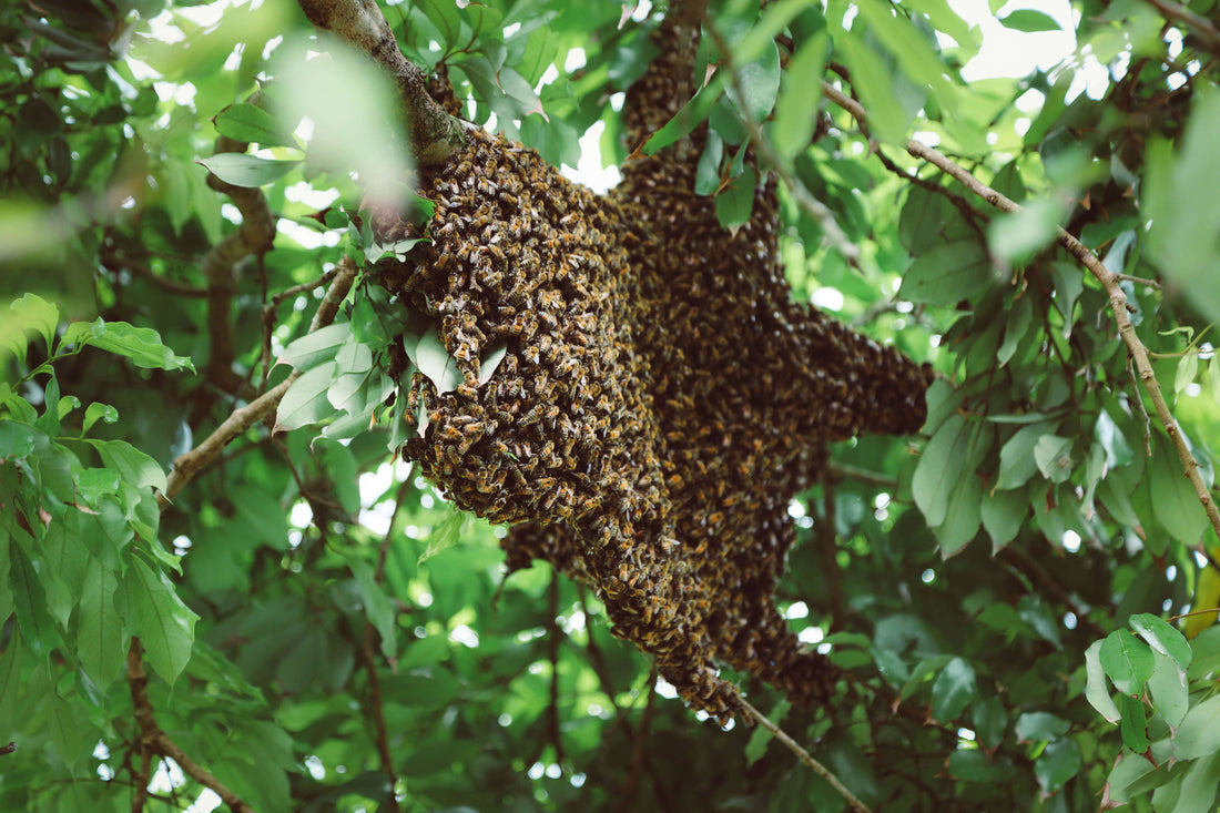 Are All Wild Honey Bees Africanized? Here's The Complicated Truth and How We Can Still Save Them.