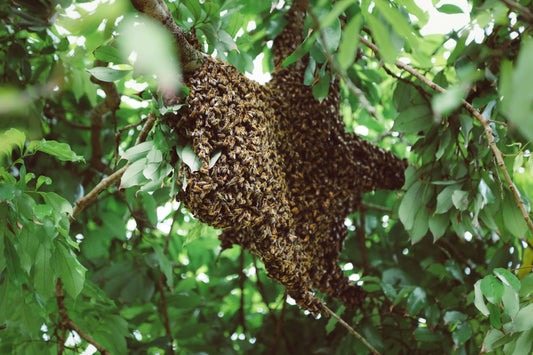 Are All Wild Honey Bees Africanized? Here's The Complicated Truth and How We Can Still Save Them.