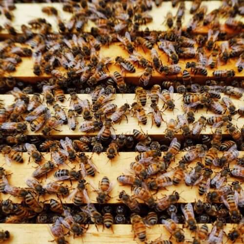 Honey Bees on Frames