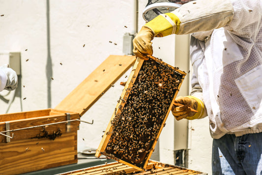 beekeeper brushing bee frame with beekeeping equipment
