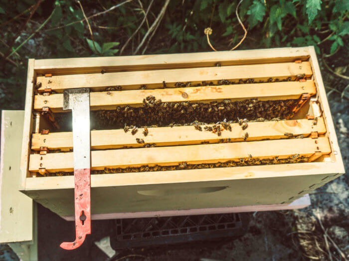 Beekeeping for Beginners - Hive Box and Hive Tool