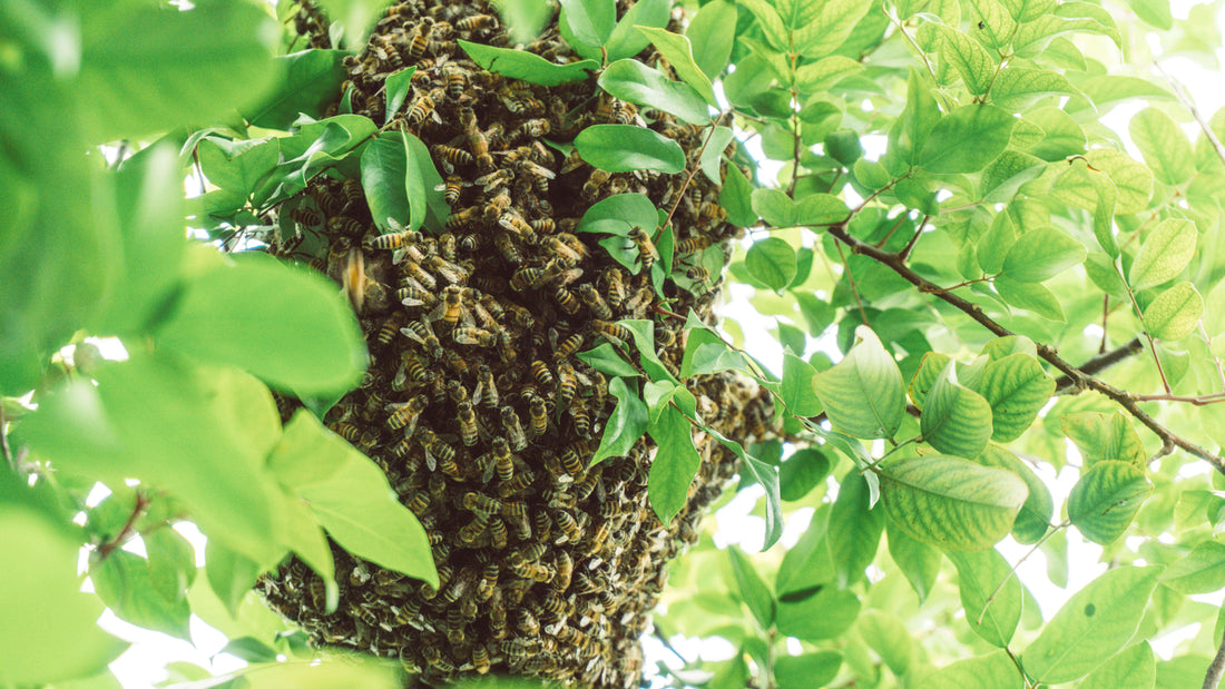 Beekeeping For Beginners: How To Catch a Swarm of Bees