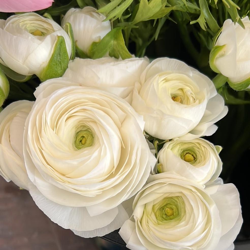 Ranunculus Corms - Elegance Bianco - 10 Corms