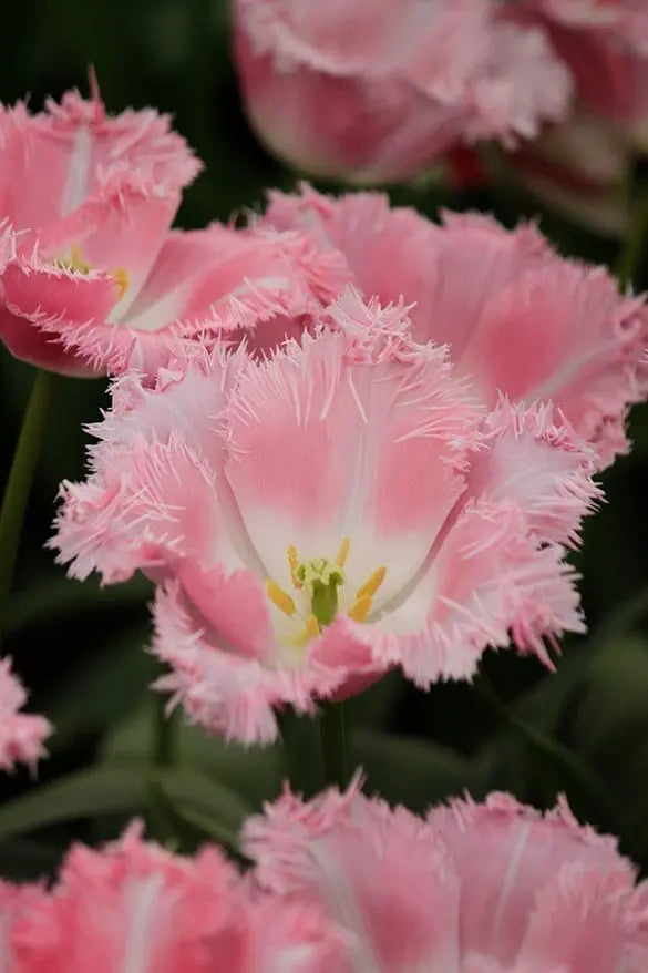 Tulip Bulbs - Fancy Frills - 10 Bulbs