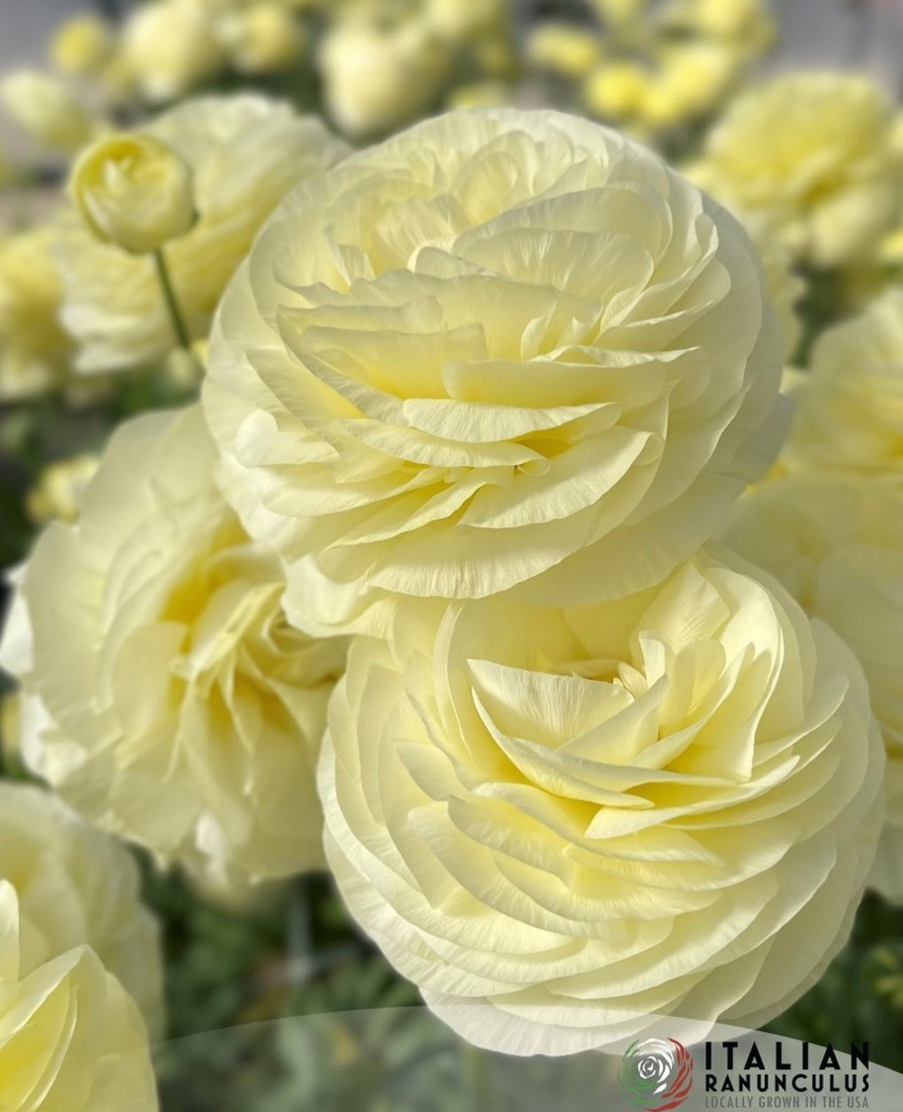 Ranunculus Corms - Elegance Crema - 10 Corms