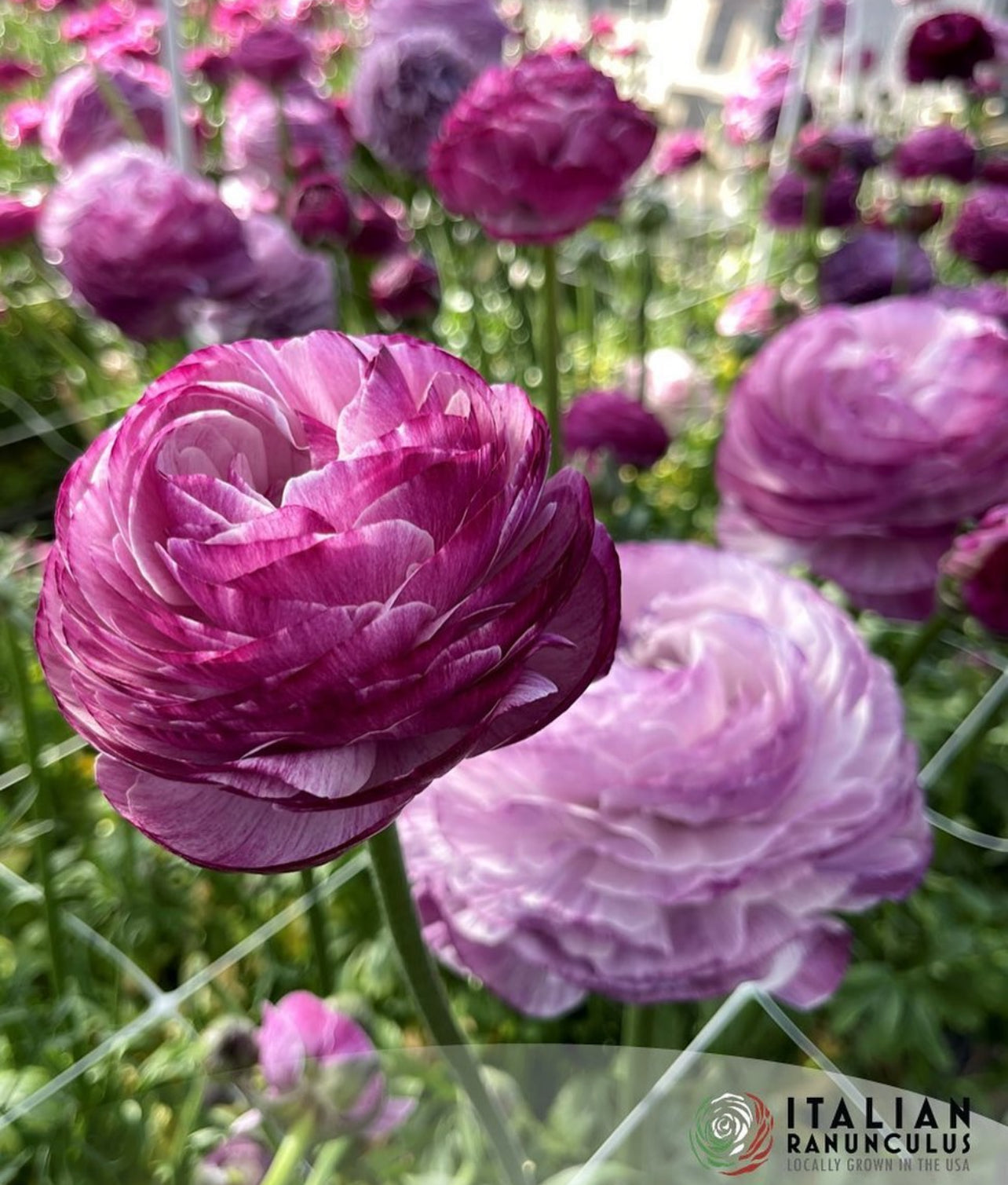 Ranunculus Corms - Elegance Milka - 10 Corms