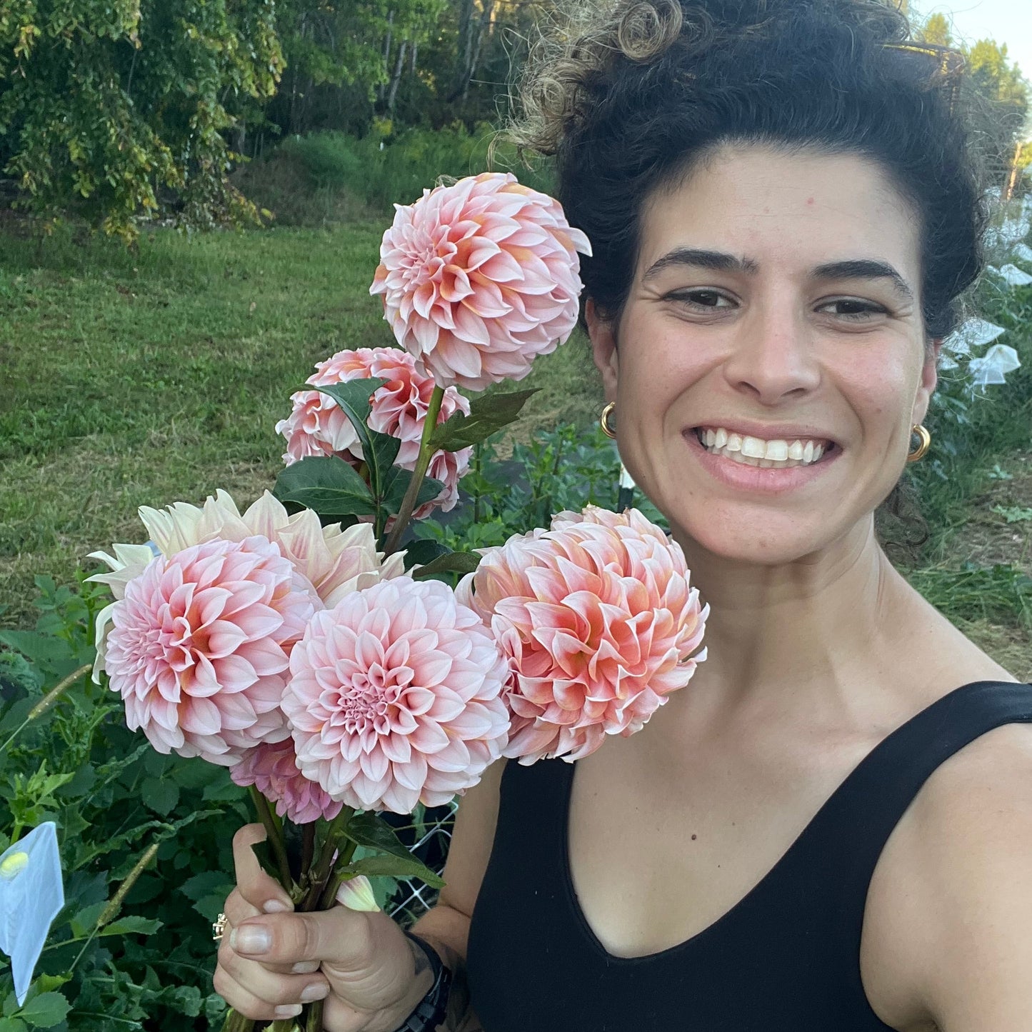 Peaches N' Cream Dahlia Tuber