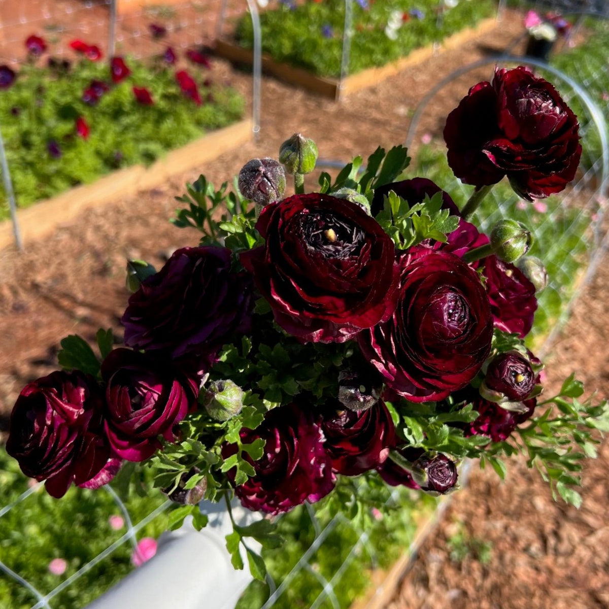 Viola Ranunculus Ranunculus Corms - Viola - 10 Corms – Palm Pike Flower Farm