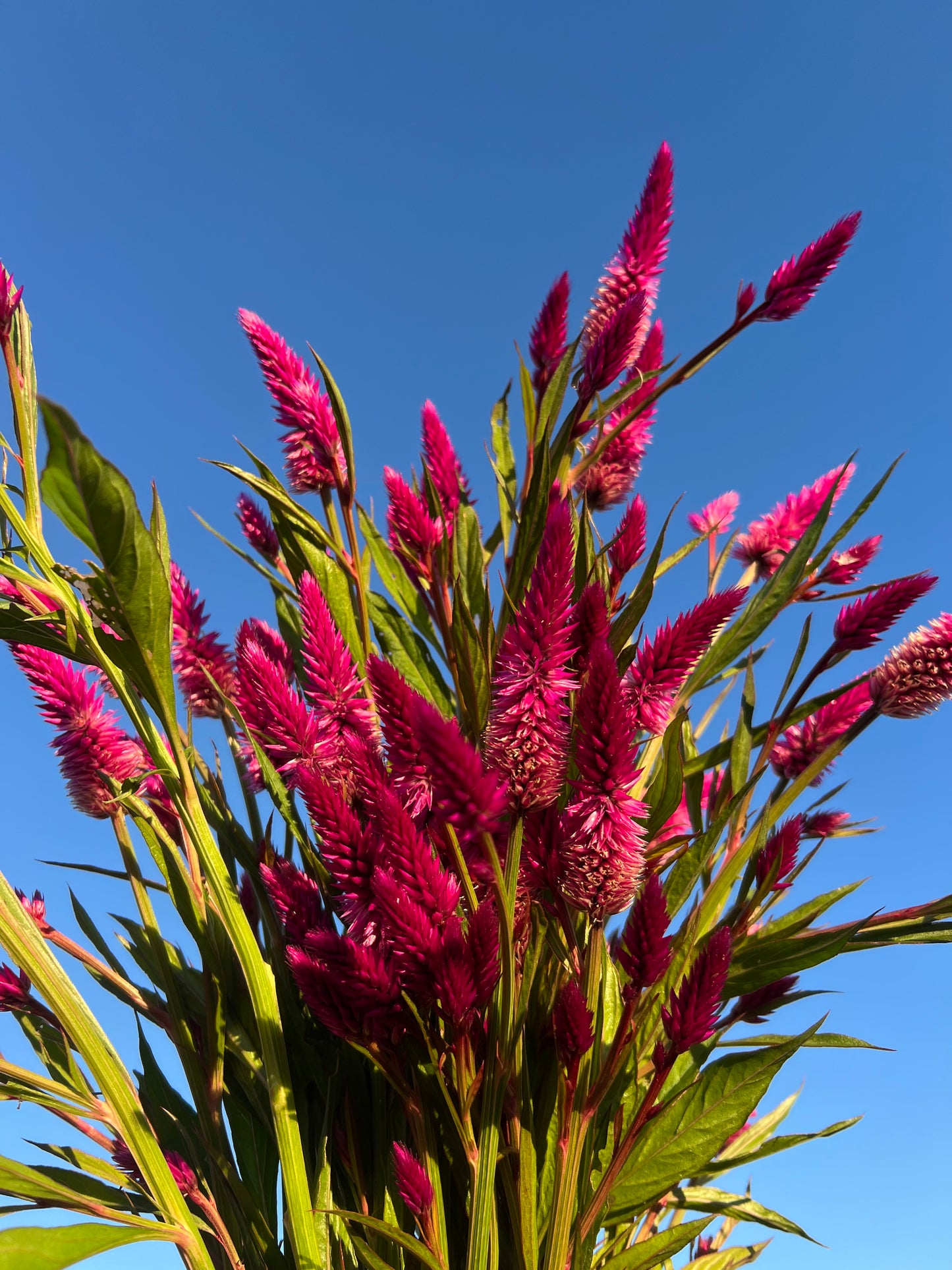 Celosia 'Purple Celosia' Seeds