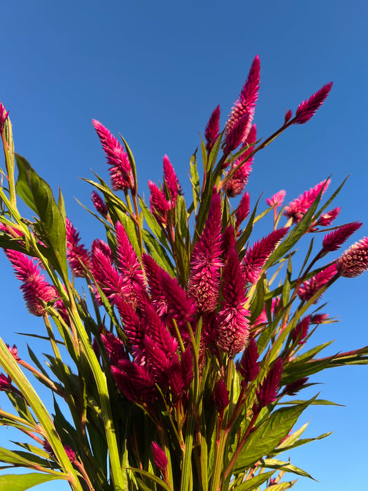 Celosia 'Purple Celosia' Seeds