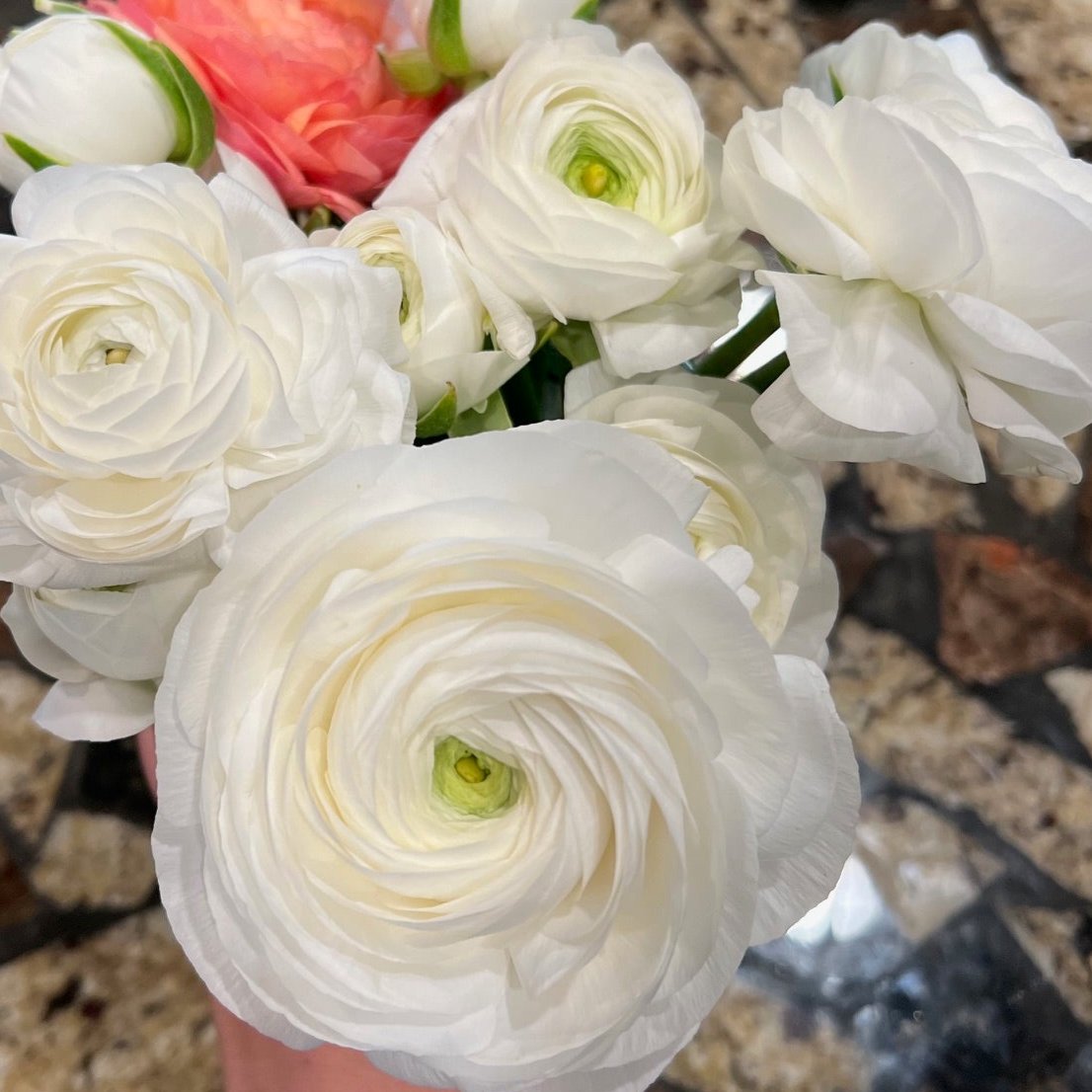 Ranunculus Corms - Elegance Bianco - 10 Corms