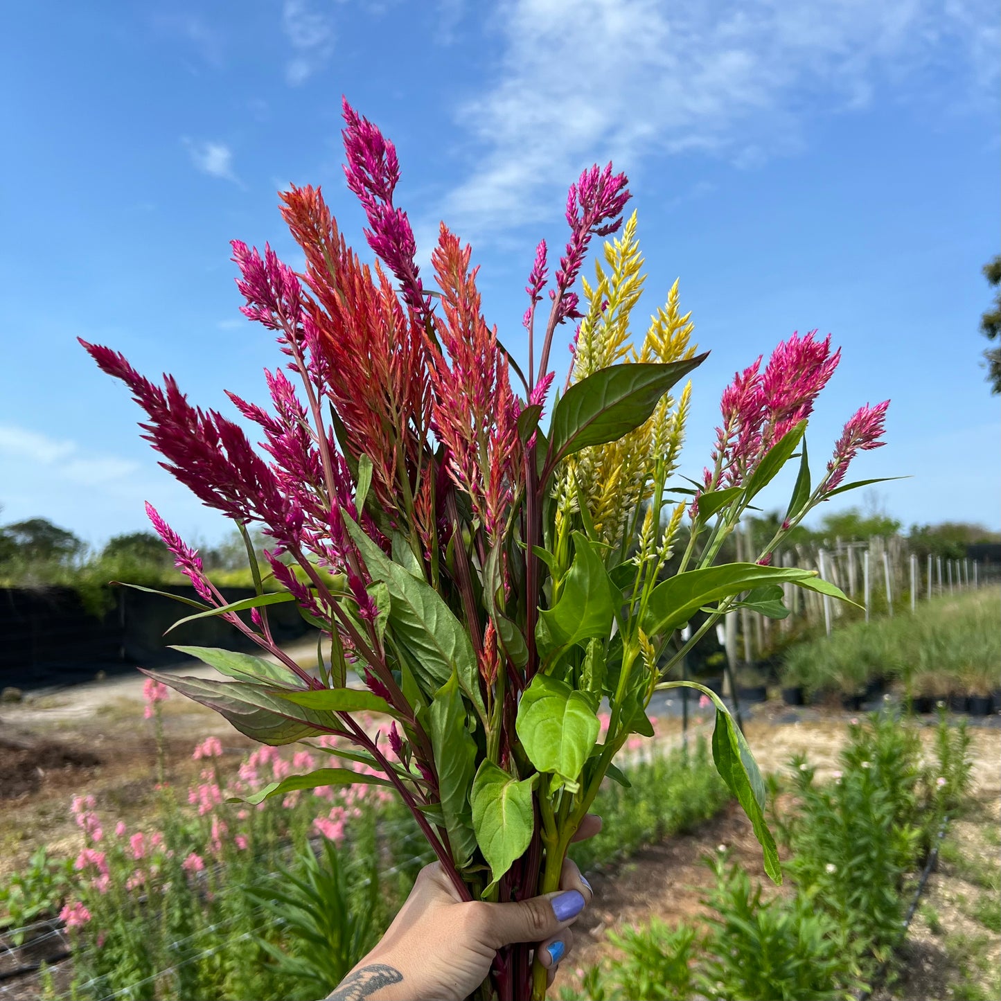 Celosia 'Pampas Plume' Seeds