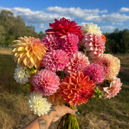 2025 4-Week DAHLIA CSA Subscription