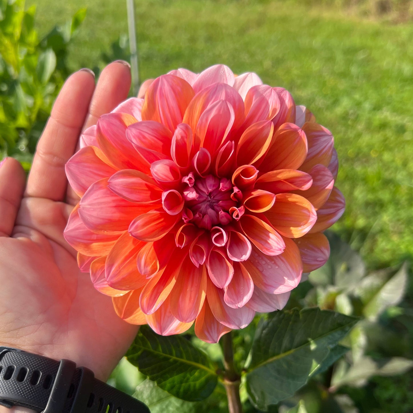 Robann Creamsicle Dahlia Tuber