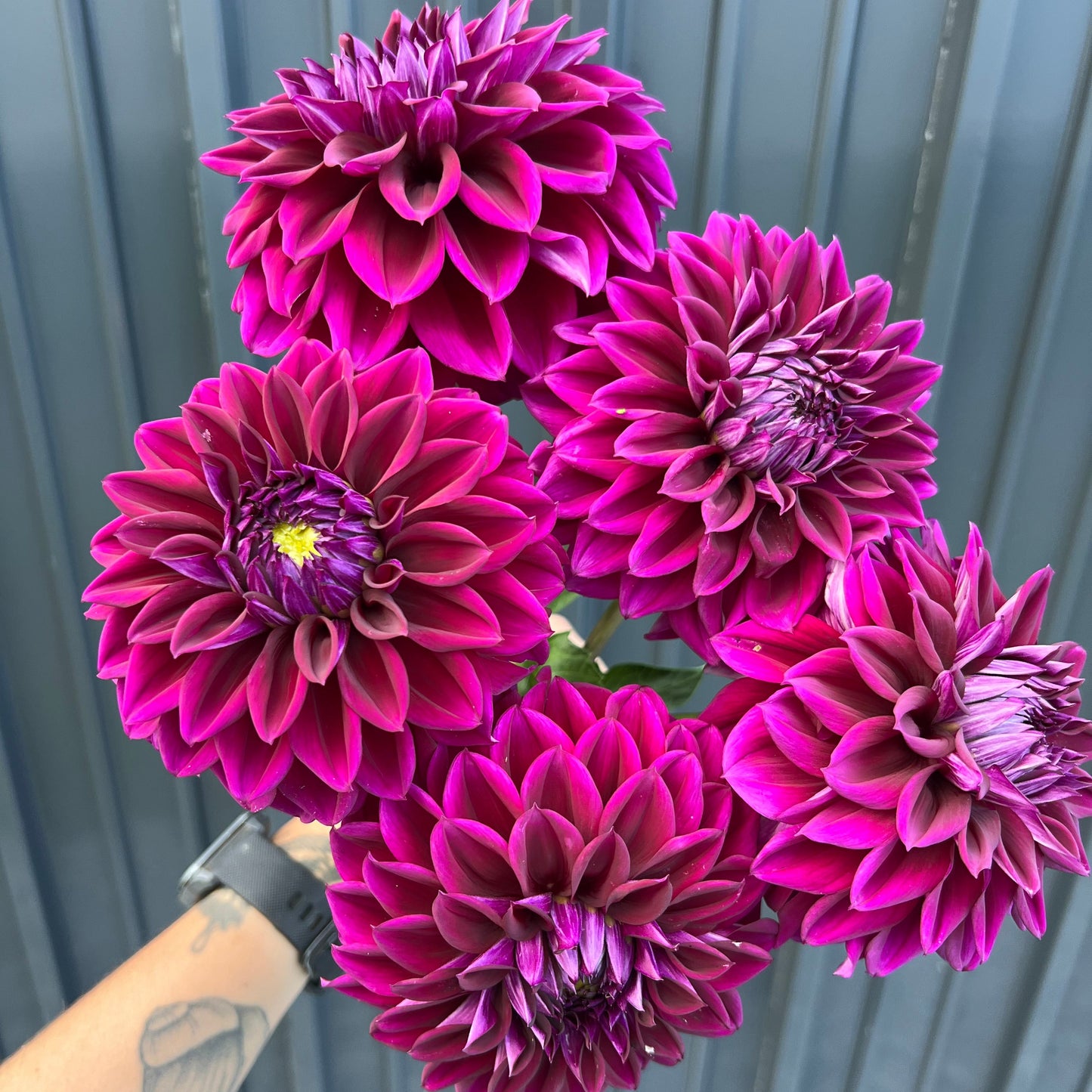 Diva Dahlia Tuber