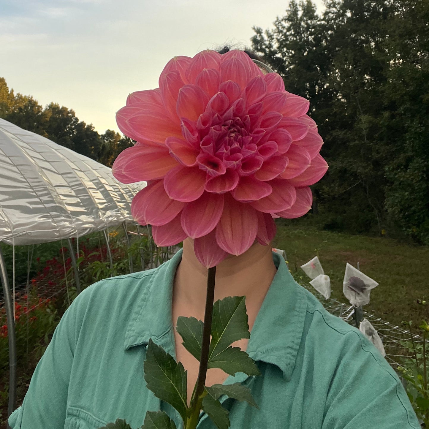 Scaur Swinton Dahlia Tuber