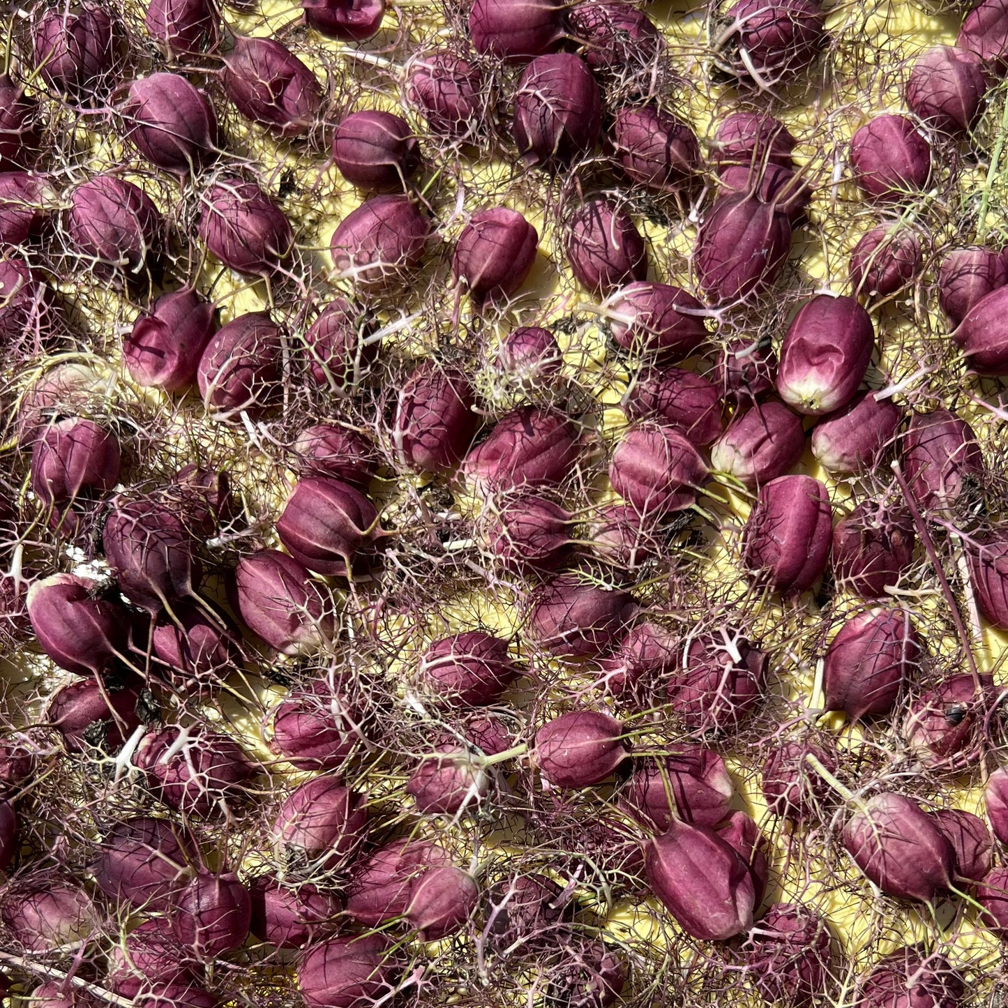 Nigella 'Black Pod' Seeds