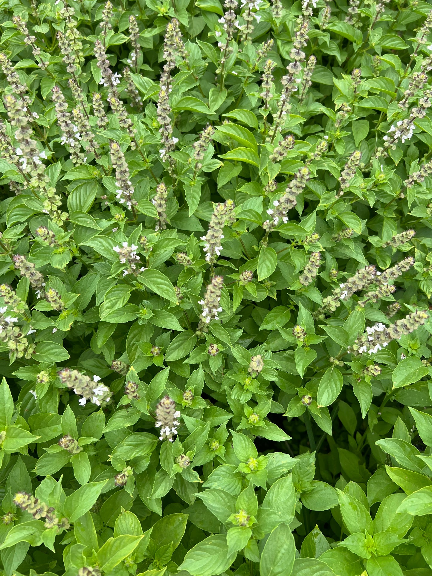 Basil 'Lemon' Seeds