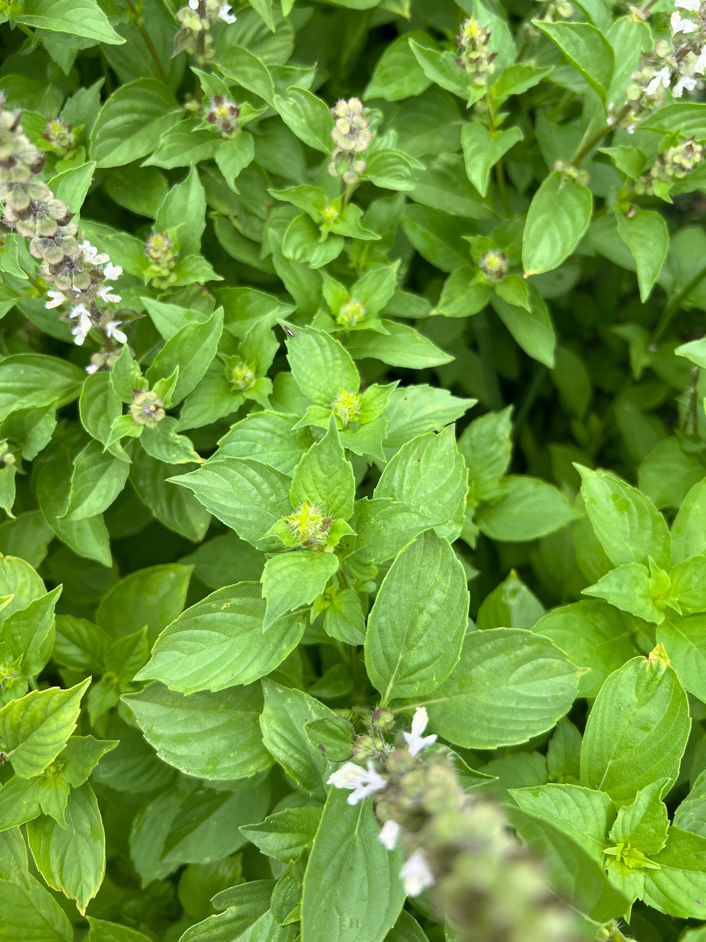 Basil 'Lemon' Seeds