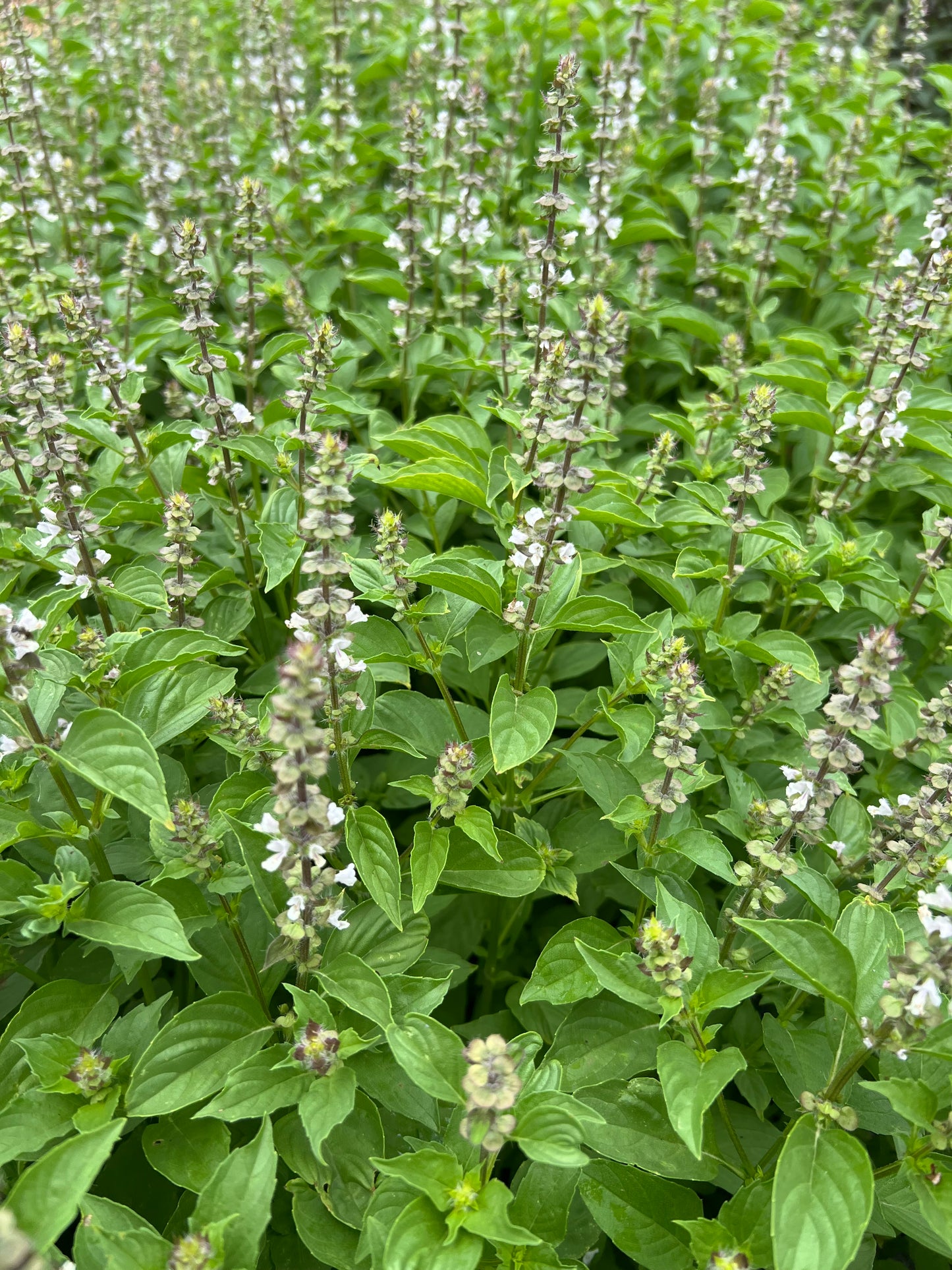 Basil 'Lemon' Seeds