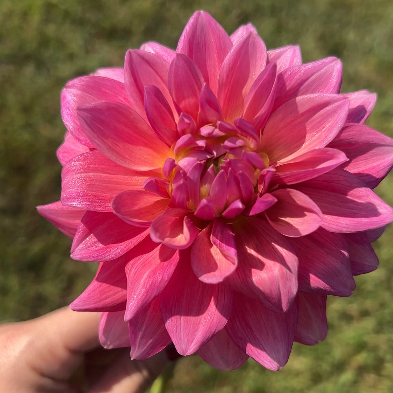 Scaur Swinton Dahlia Tuber