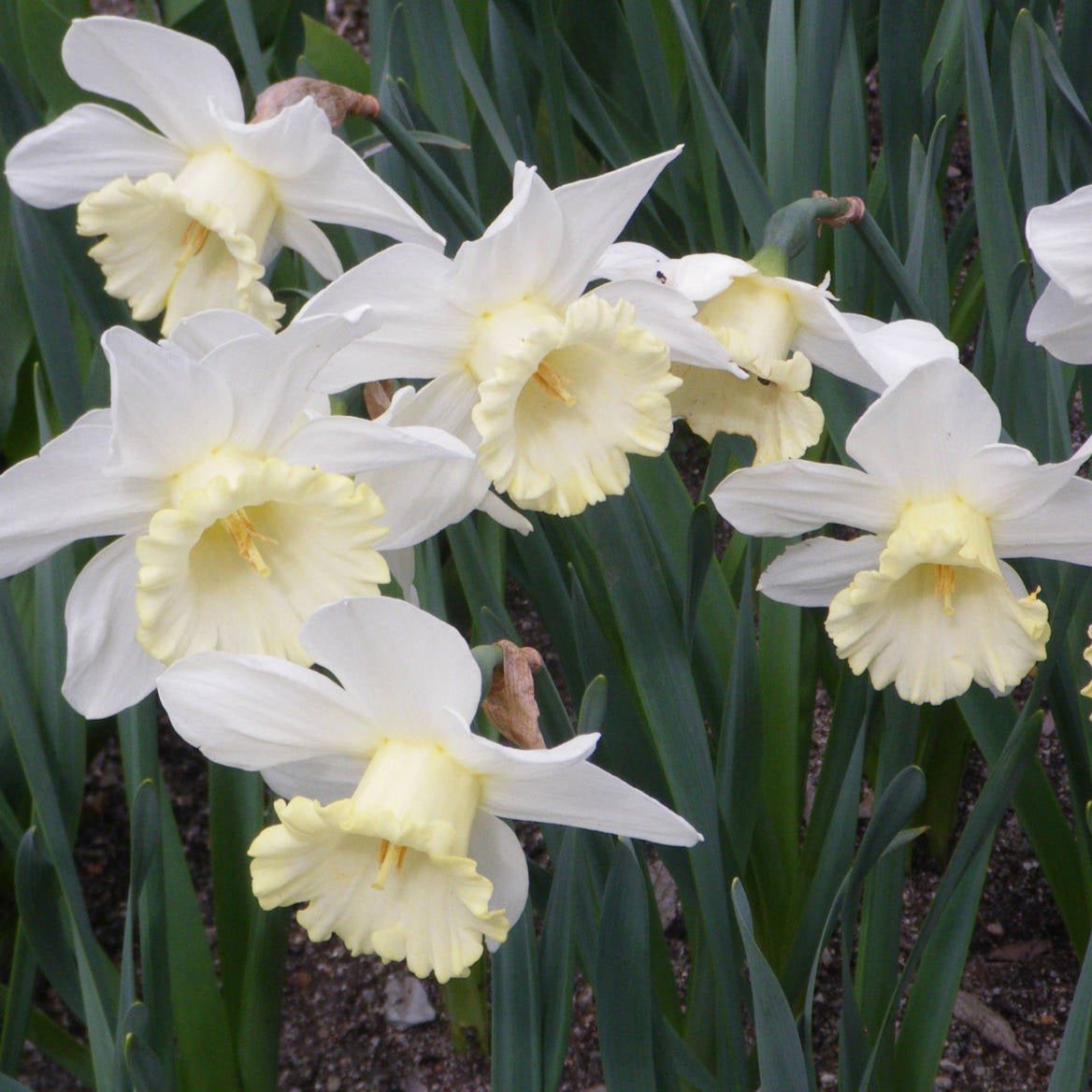 Daffodil - Mount Hood - 10 Bulbs