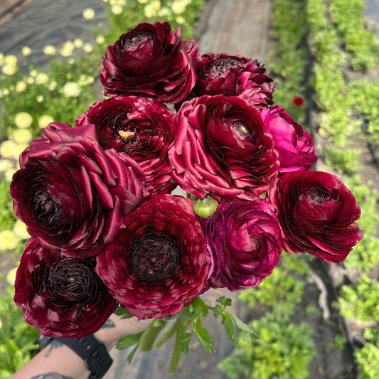 Bouquet of deep red flowers held by a person with a blurred green and gray background