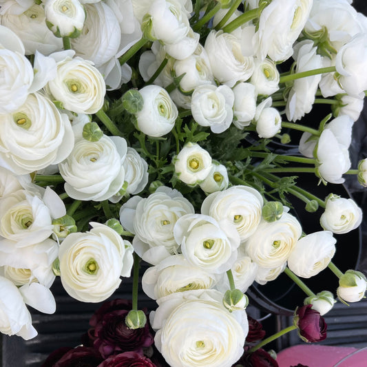 Ranunculus Corms - White - 10 Corms