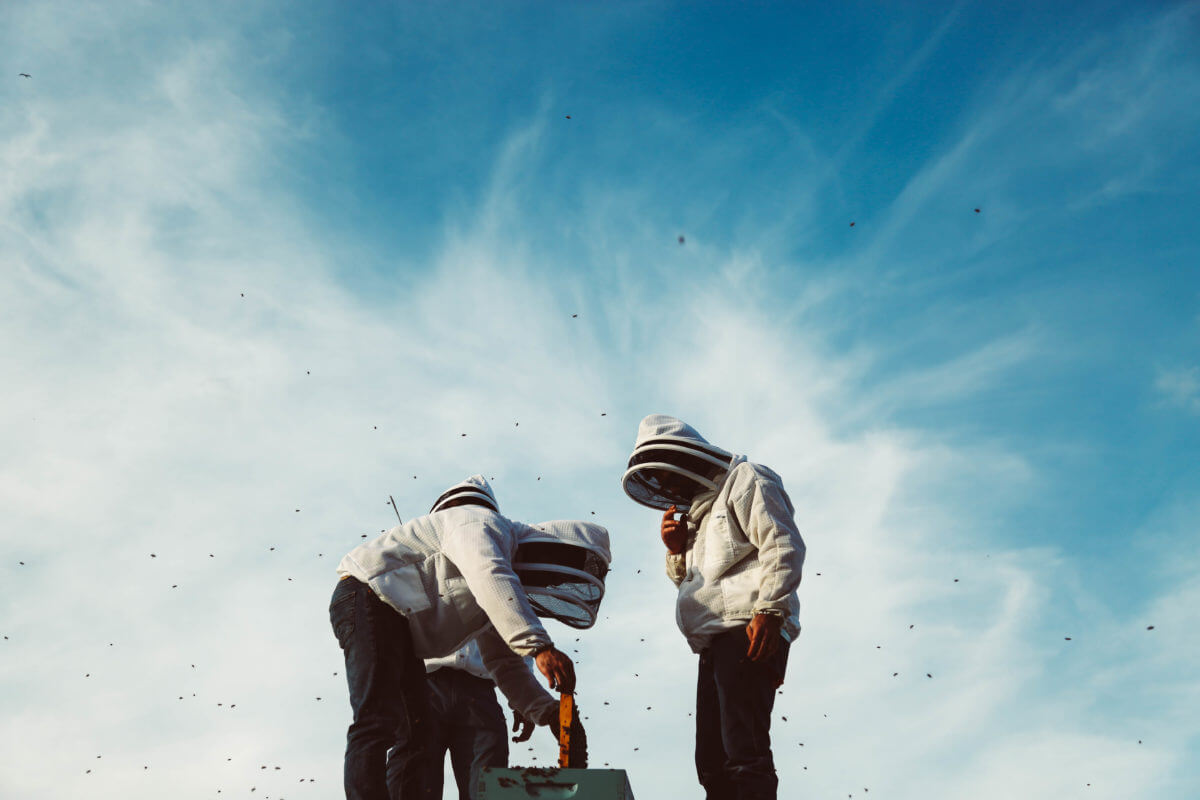 Beekeepers checking a honey bee hive with blue sky