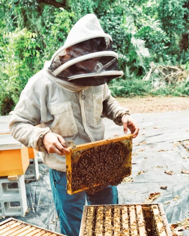 15 Gifts for the Beekeepers in Your Family - Palm Pike